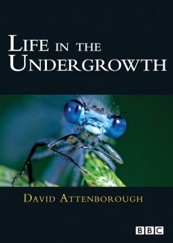watch Life in the Undergrowth online free