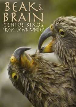 watch Beak & Brain - Genius Birds from Down Under online free