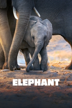 watch Elephant online free