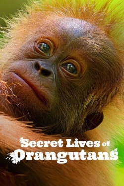 watch Secret Lives of Orangutans online free