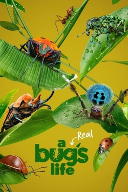 watch A Real Bug's Life online free